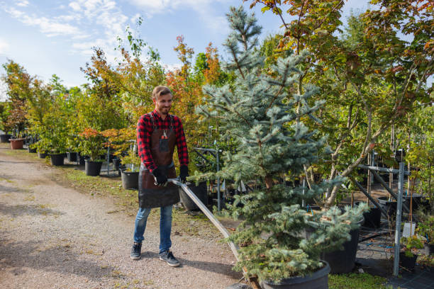 Reliable Lehi, UT Tree Service Solutions